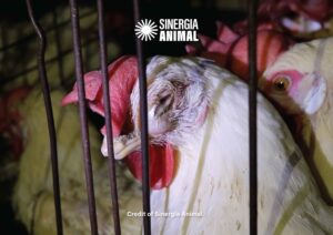 Sinergia Animal องค์กรพิทักษ์สัตว์นานาชาติ ระดมนักกิจกรรมปกป้องสวัสดิภาพสัตว์