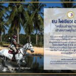 สหภาพยุโรป ไฟเขียว!!! ไทยส่งออกม้าที่จดทะเบียนไปยังสหภาพยุโรป (EU) ได้อีกครั้ง