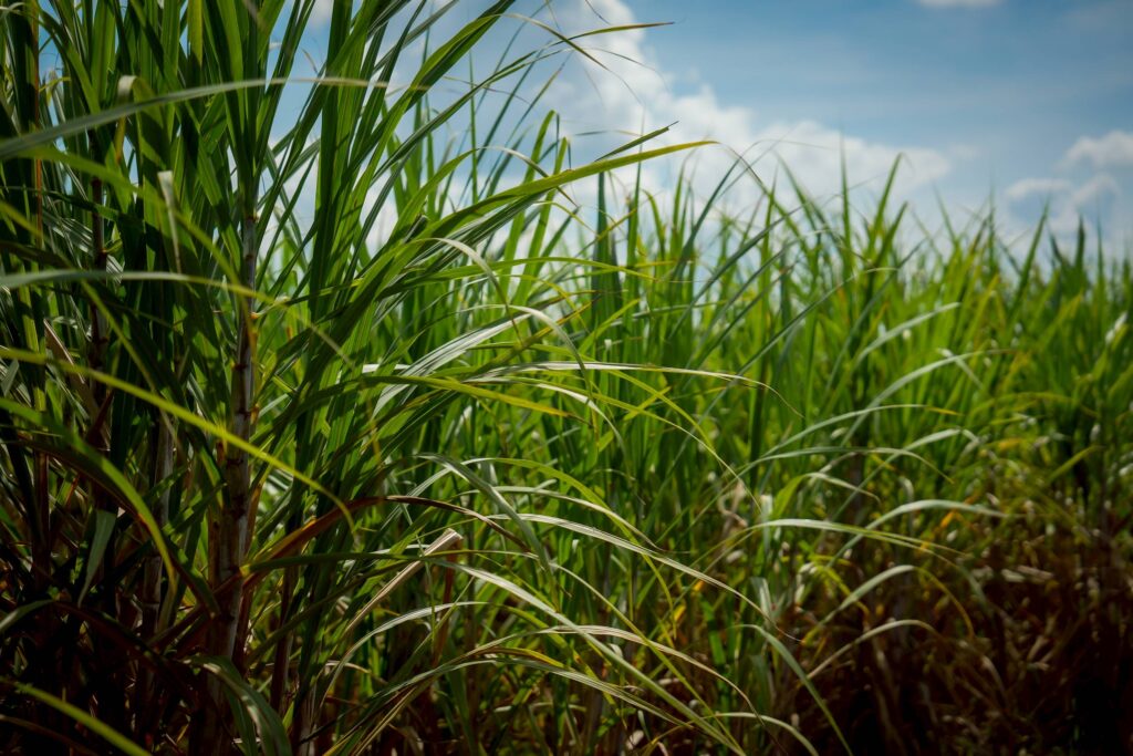 สอน. เดินหน้ามาตรการ “อ้อยสด – ลดเผา” ปี 68/69 ขับเคลื่อนอุตฯ อ้อยไทยสู่อนาคตสีเขียว ยกระดับรายได้เกษตรกร ควบคู่ลดฝุ่น PM 2.5